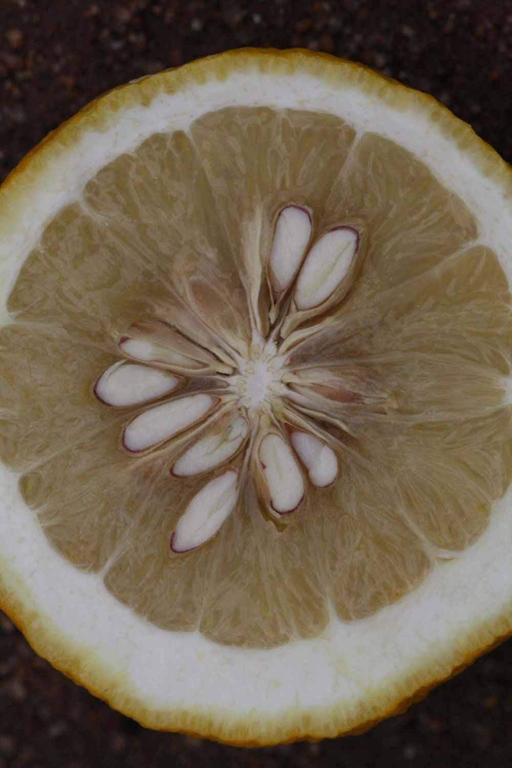              Fruit cross-section (Riverside, CA)       